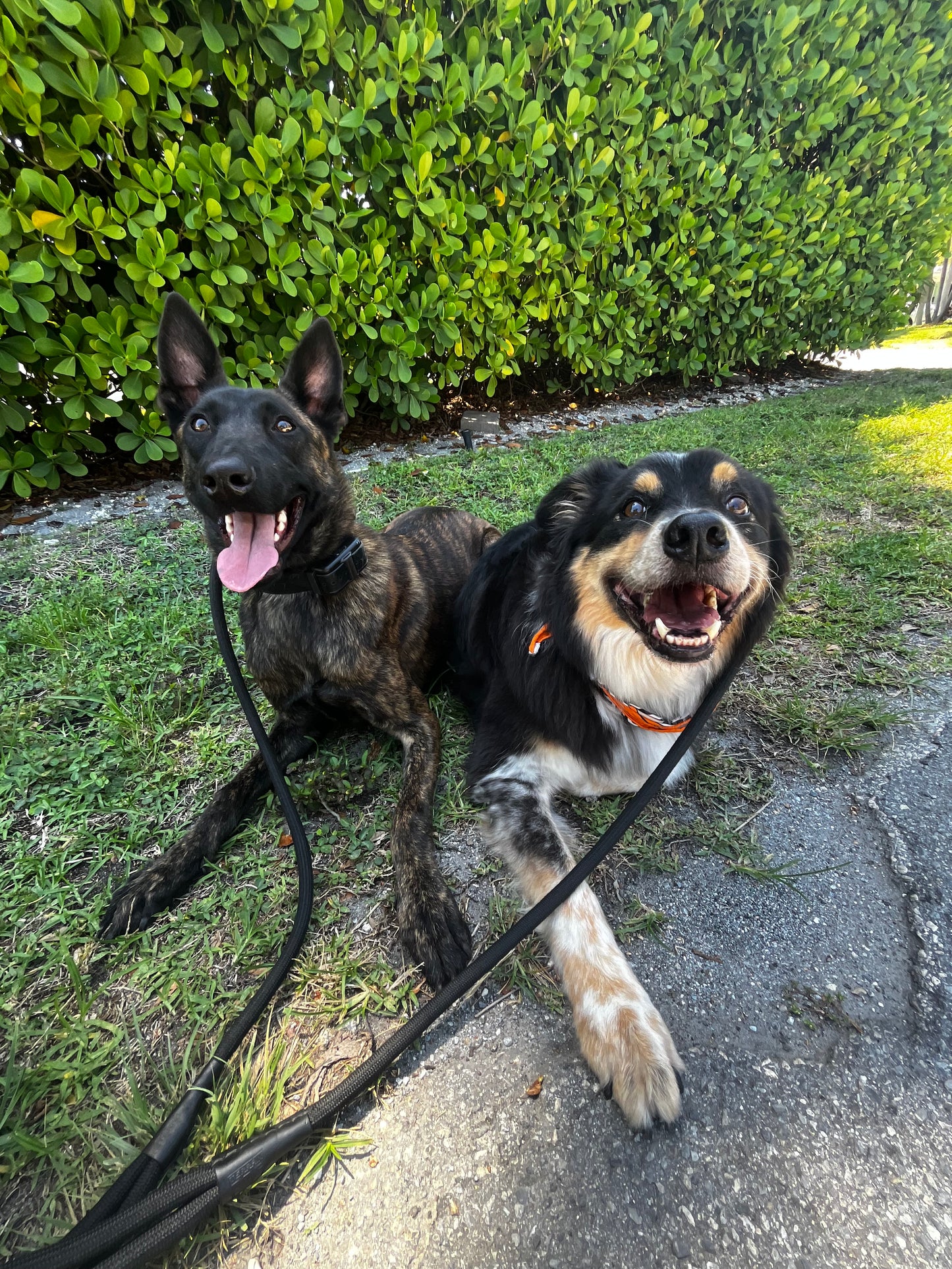 In-Home Boarding - Fort Lauderdale