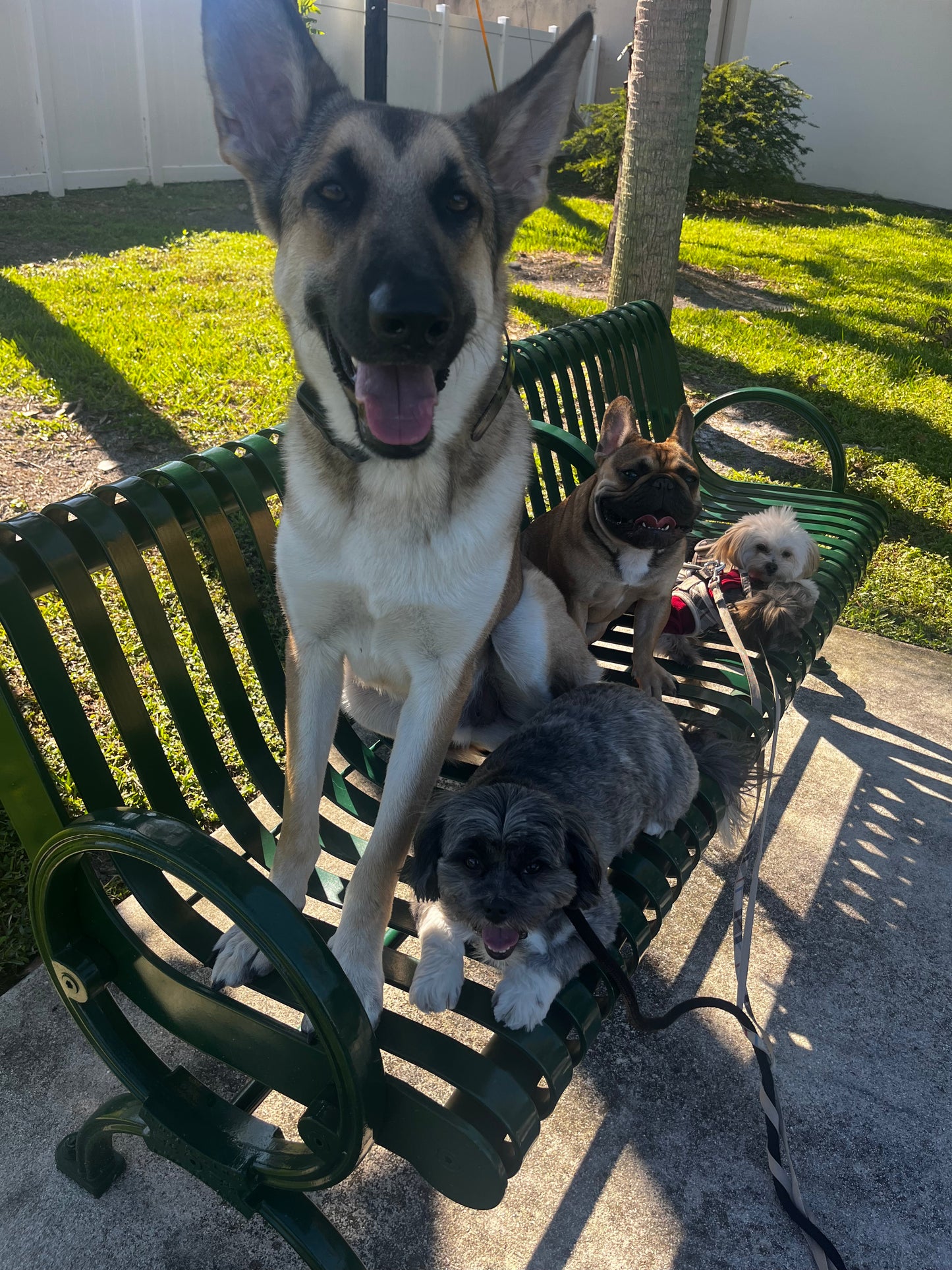 Training-Based Daycare – Structure, Socialization & Calm Energy