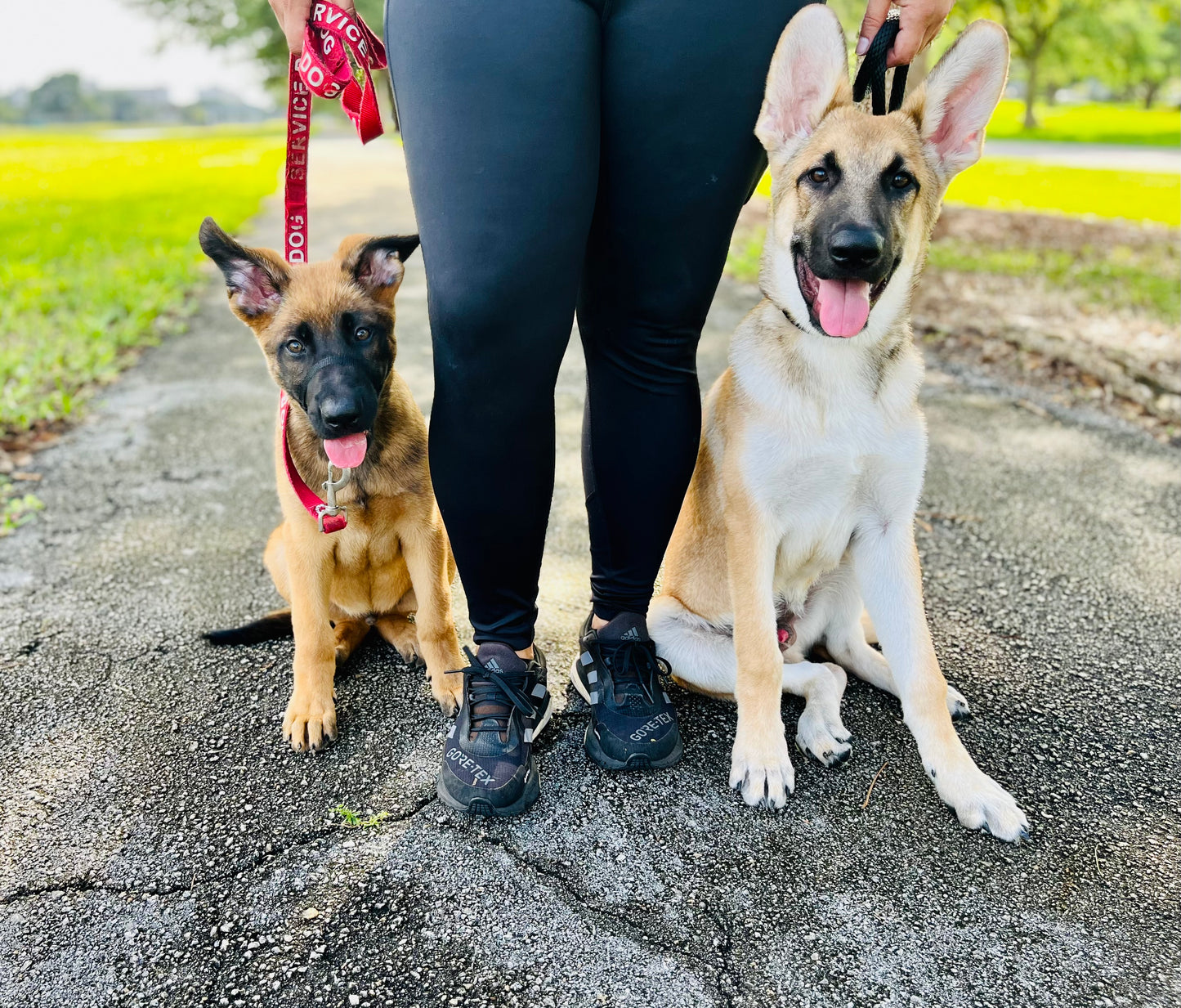 Puppy Training Bootcamp – In‑Home Board & Train (8–20 Weeks Old)