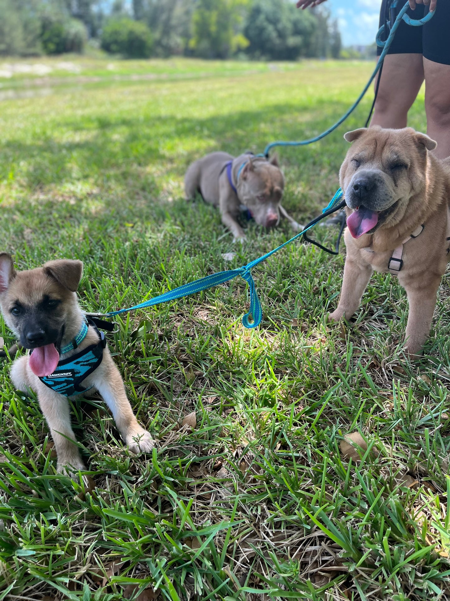 Puppy Training Bootcamp – In‑Home Board & Train (8–20 Weeks Old)