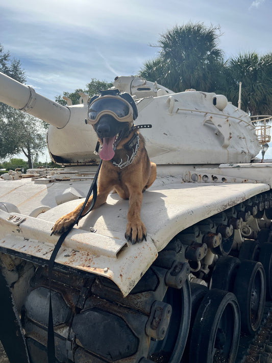 In‑Home Training Bootcamp – Board & Train Program (Fort Lauderdale)