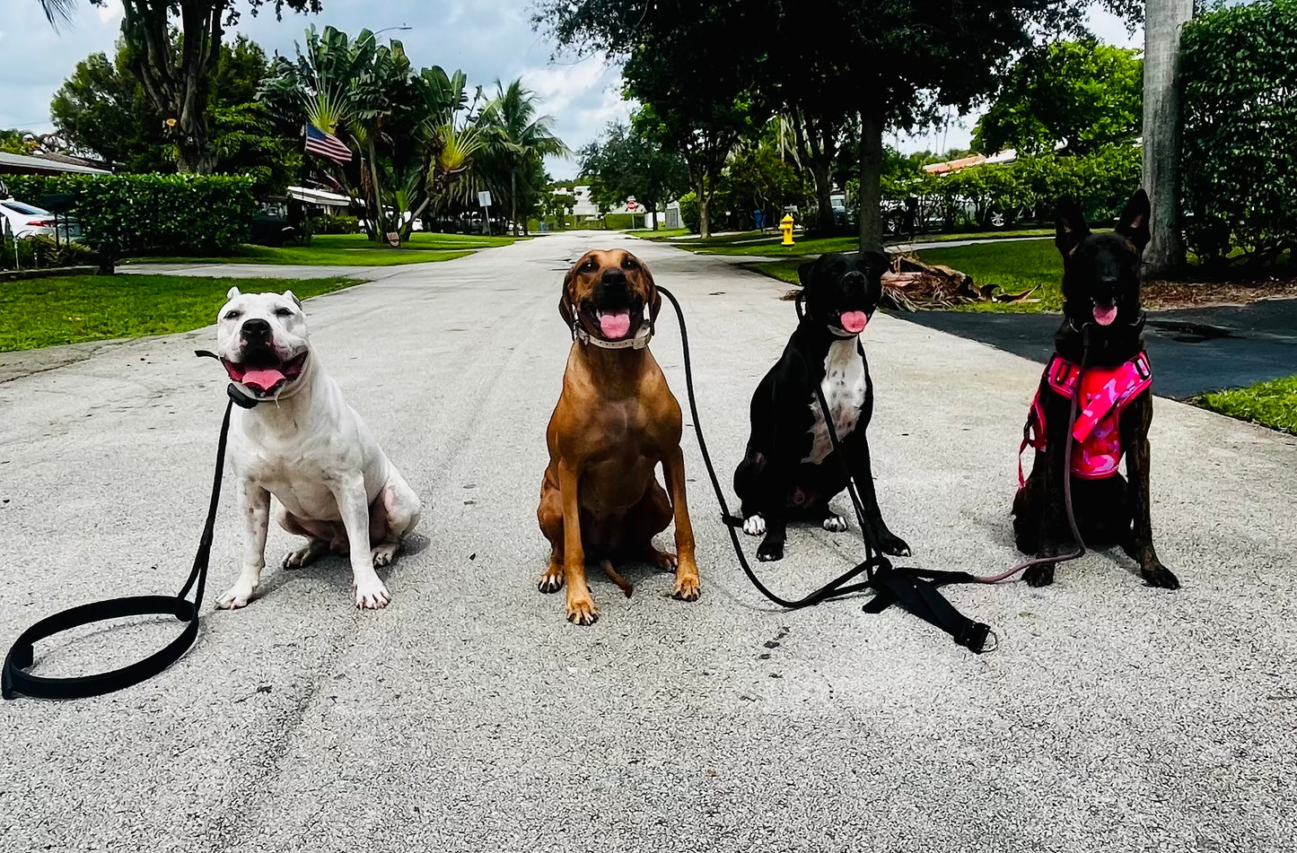 In‑Home Training Bootcamp – Board & Train Program (Fort Lauderdale)
