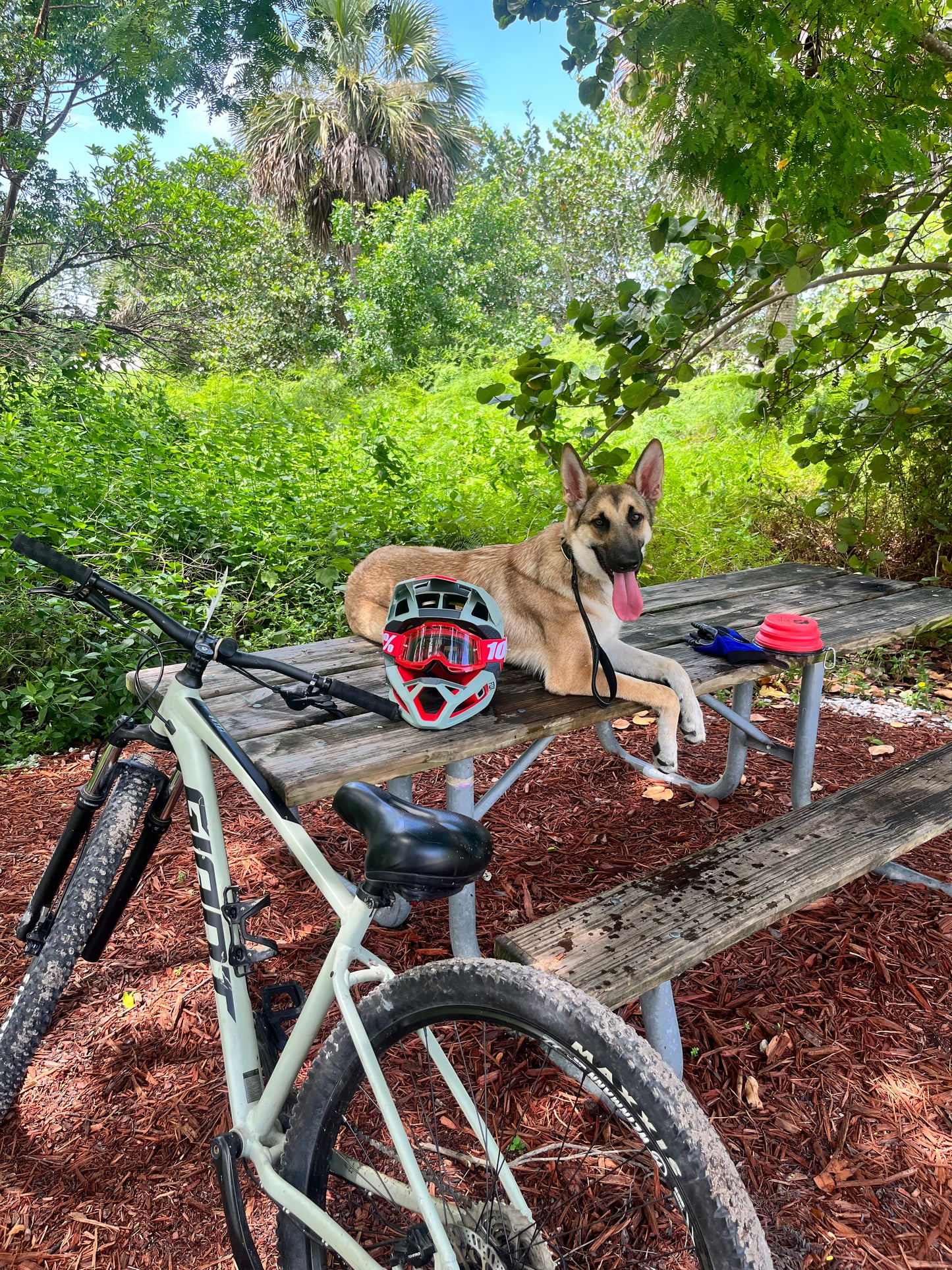 In‑Home Training Bootcamp – Board & Train Program (Fort Lauderdale)
