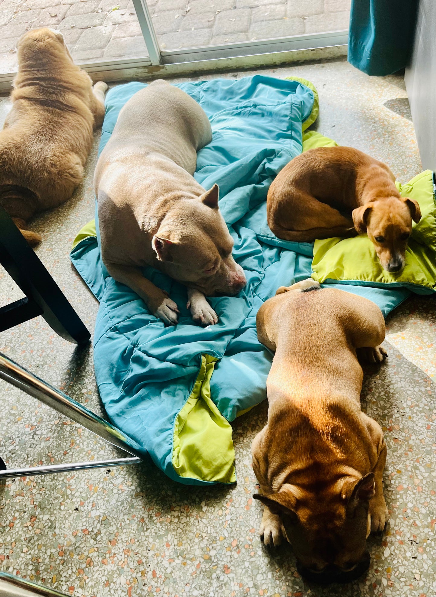 Training-Based Daycare – Structure, Socialization & Calm Energy
