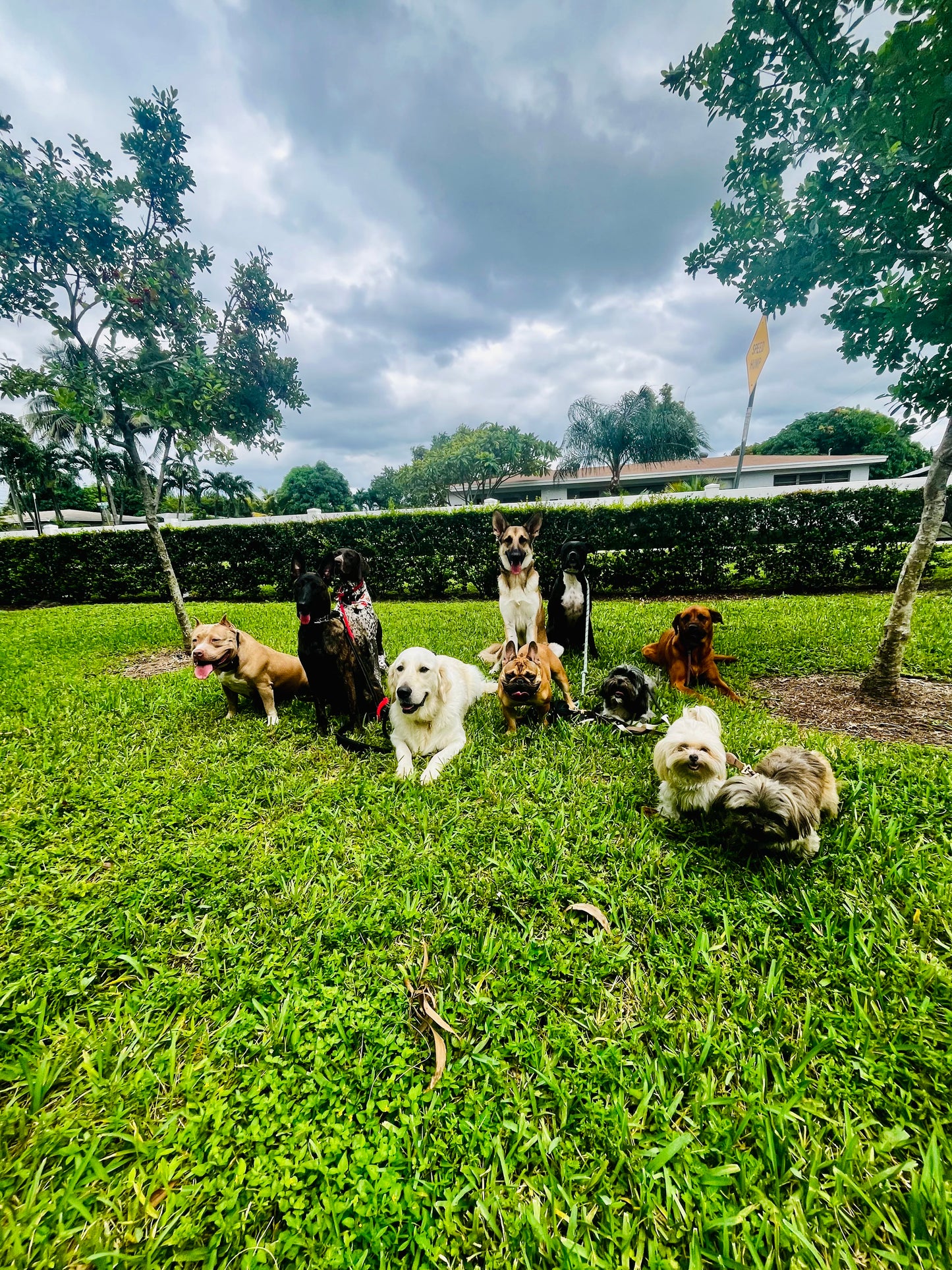 In‑Home Training Bootcamp – Board & Train Program (Fort Lauderdale)
