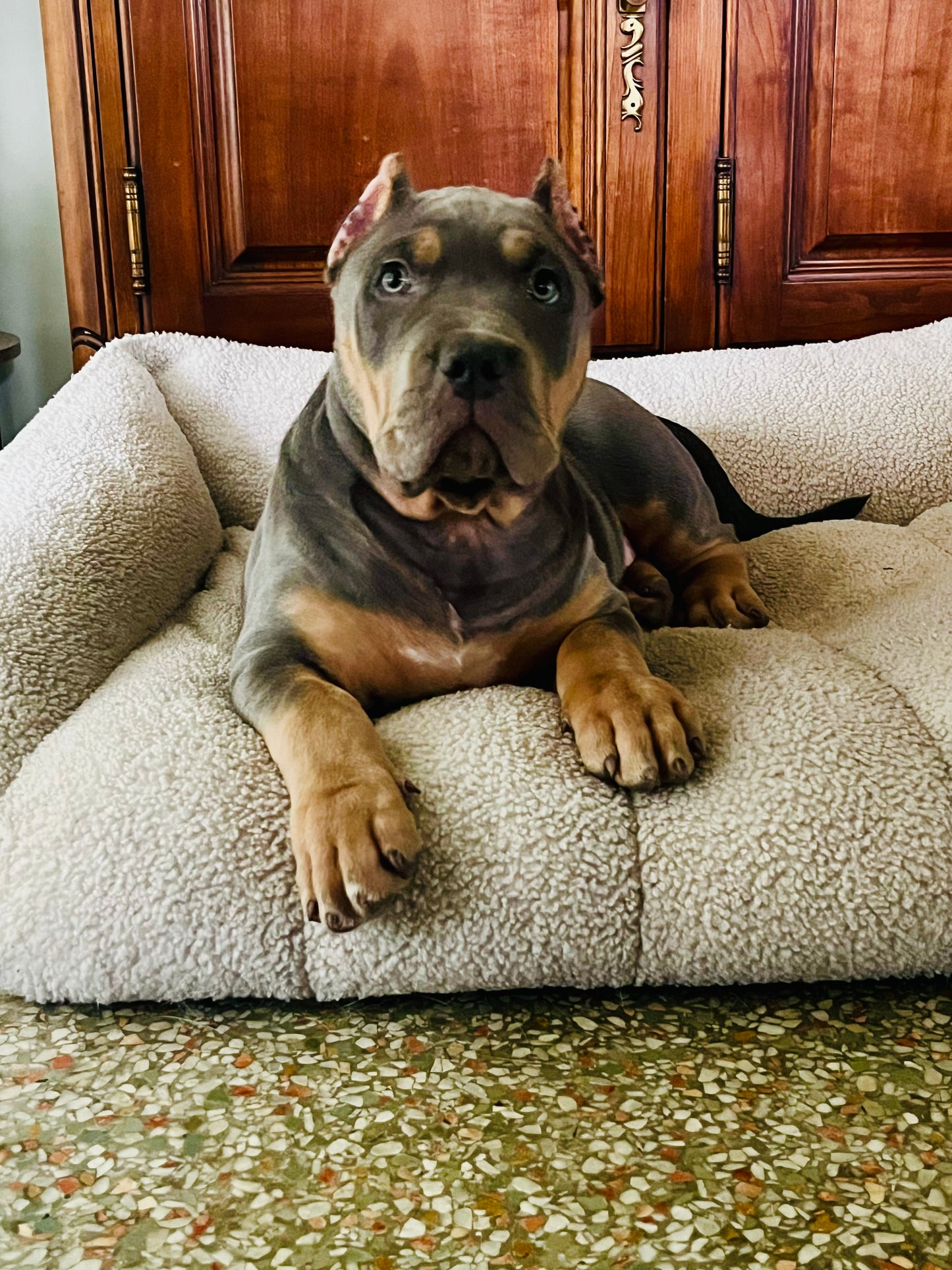 Puppy Training Bootcamp – In‑Home Board & Train (8–20 Weeks Old)