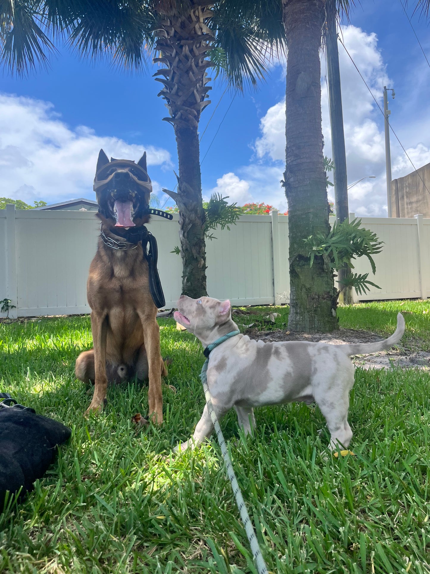 Puppy Training Bootcamp – In‑Home Board & Train (8–20 Weeks Old)