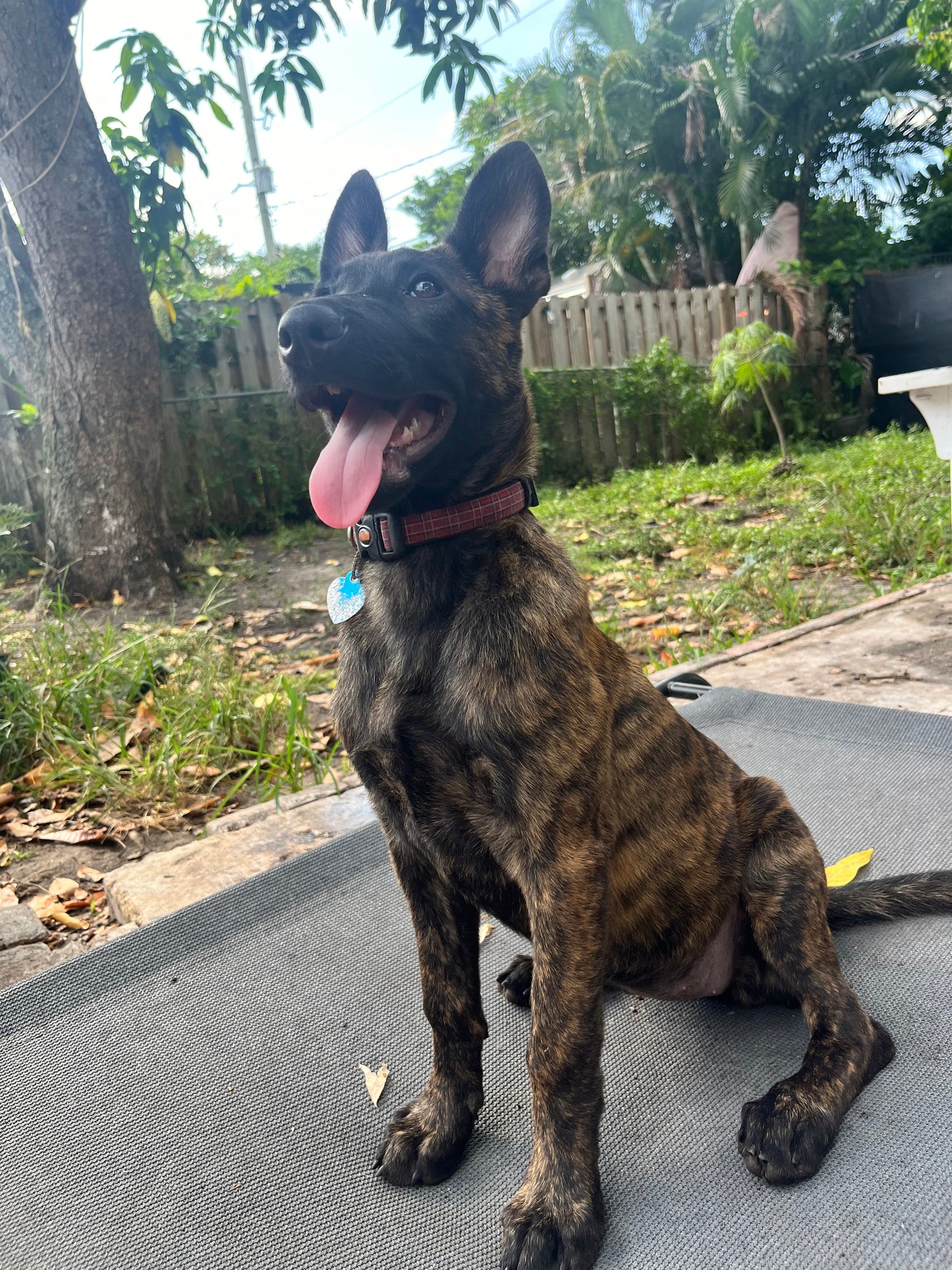 Training-Based Daycare – Structure, Socialization + Calm Energy