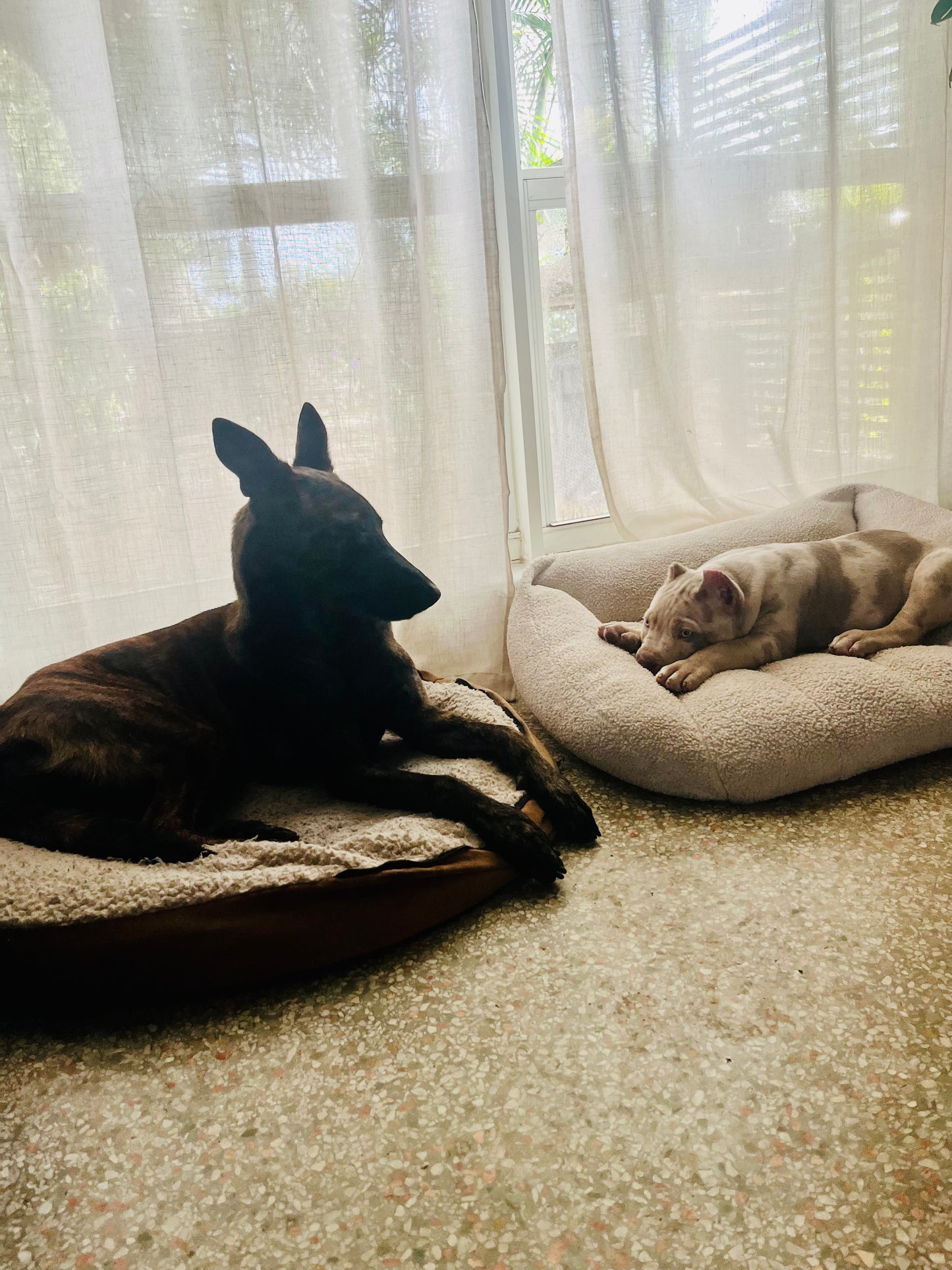 Puppy Training Bootcamp – In‑Home Board & Train (8–20 Weeks Old)