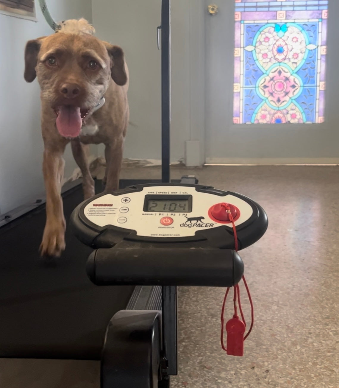 Treadmill Exercise