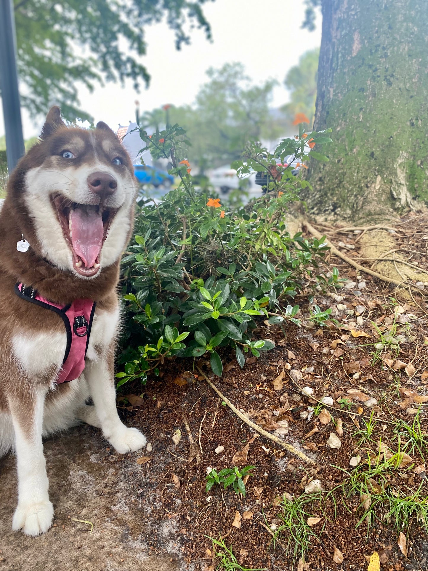 Pet Photography