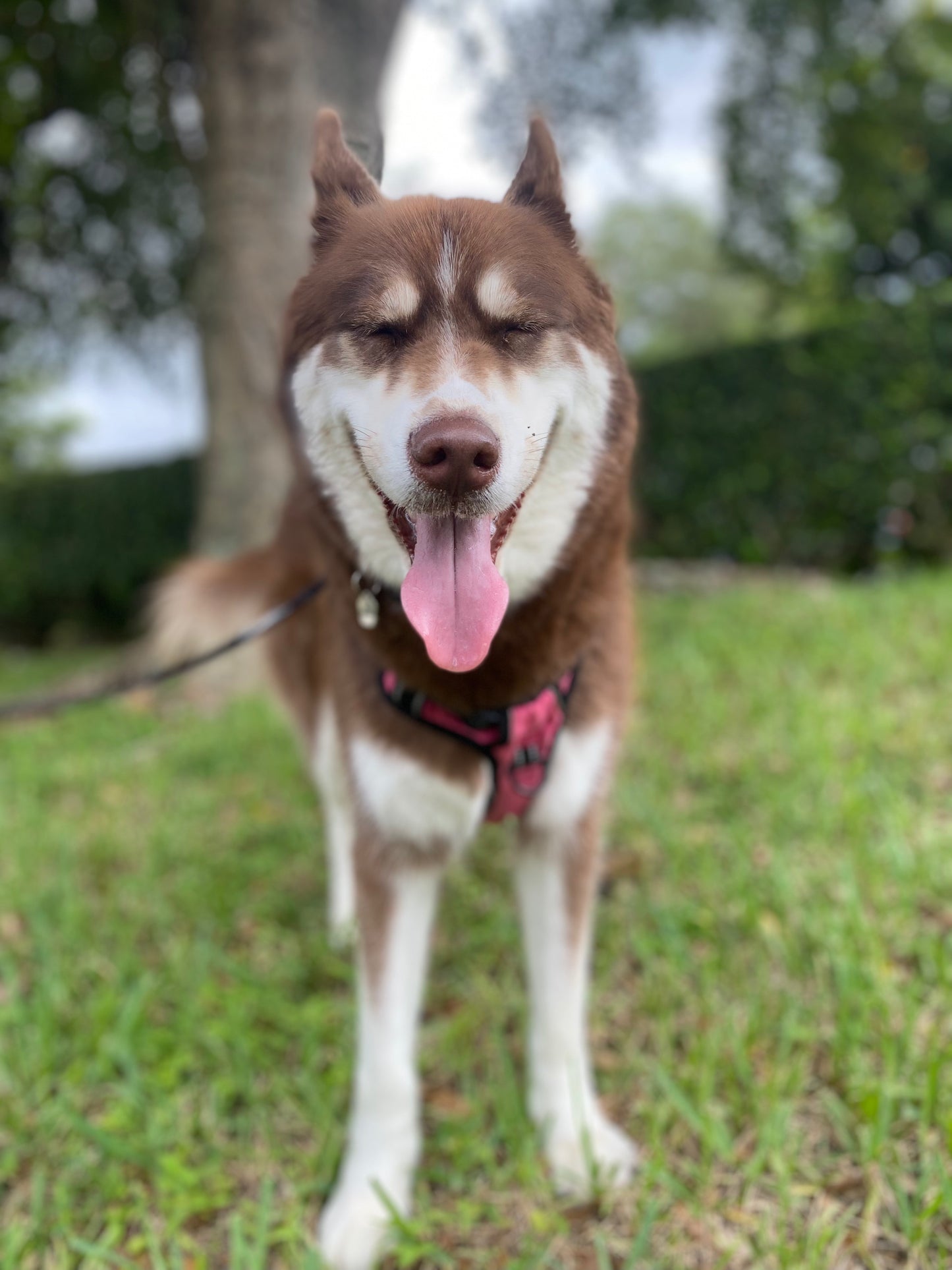 Pack Walk – Purposeful Dog Exercise (30 min)