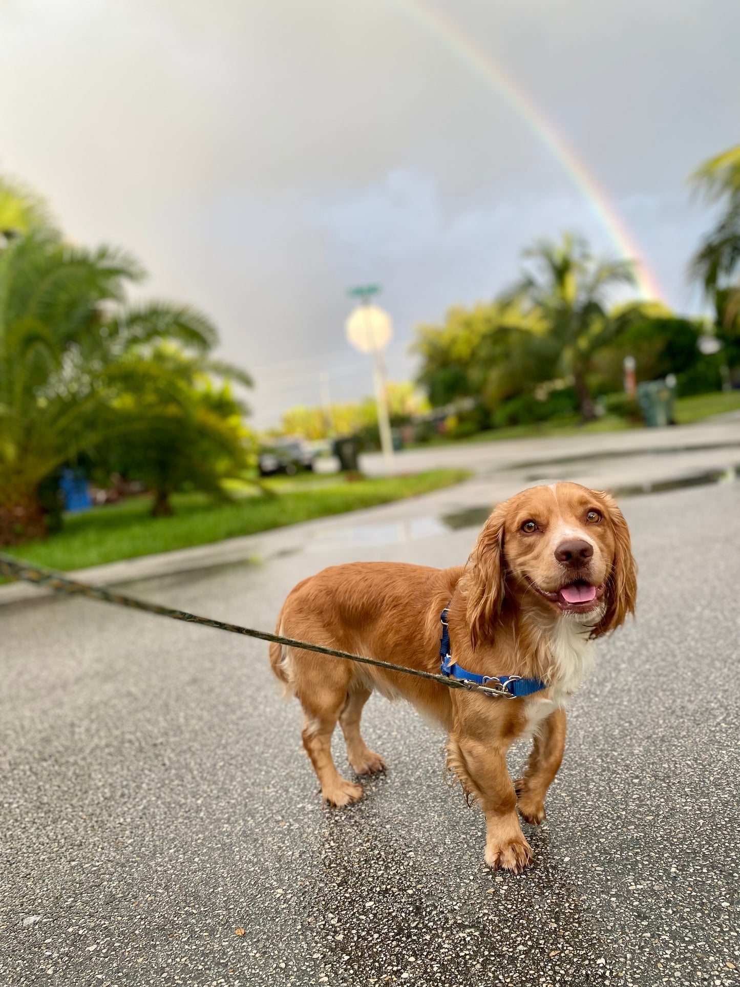 Pack Walk – Purposeful Dog Exercise (30 min)