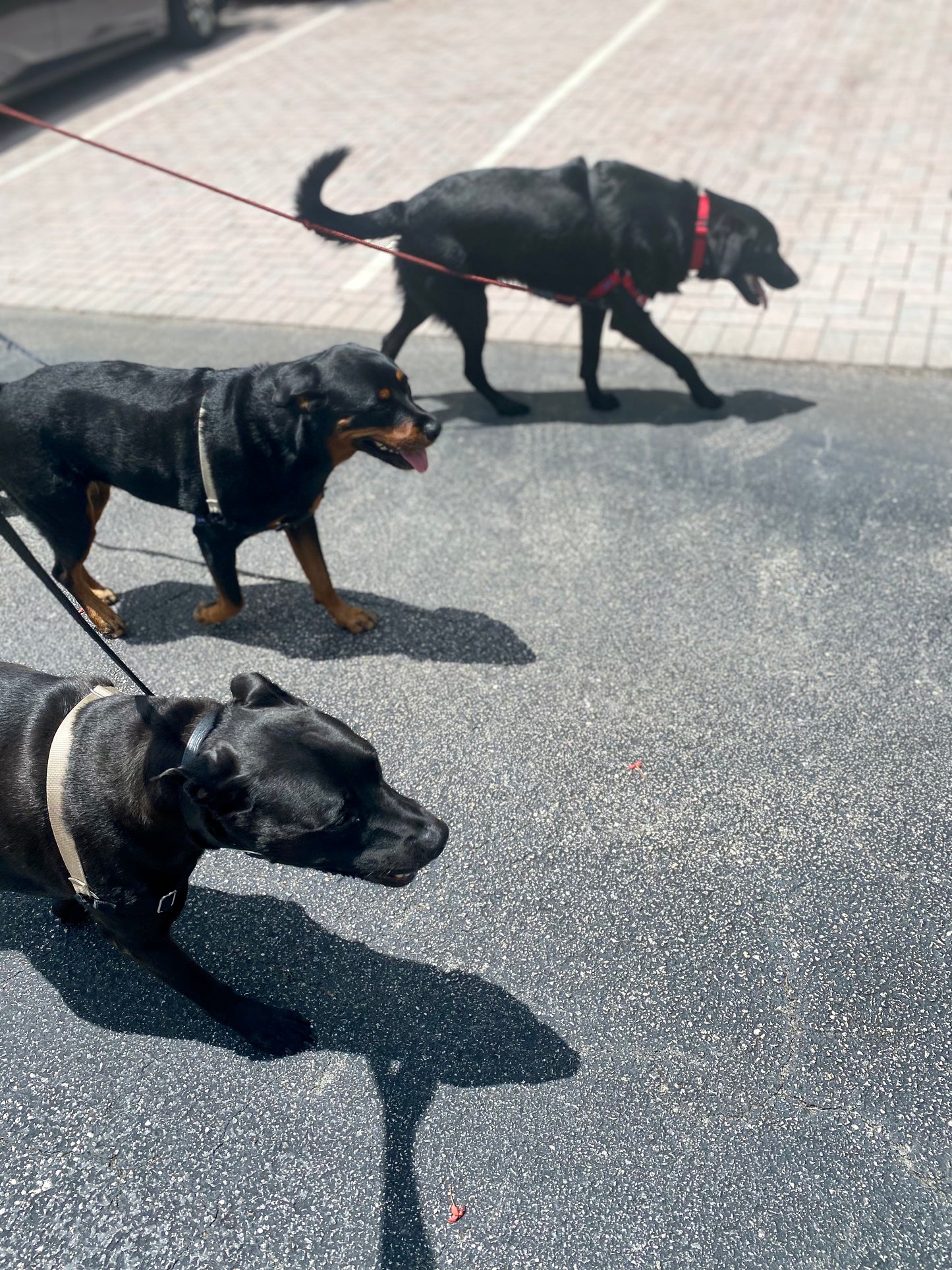 Pack Walk – Purposeful Dog Exercise (30 min)