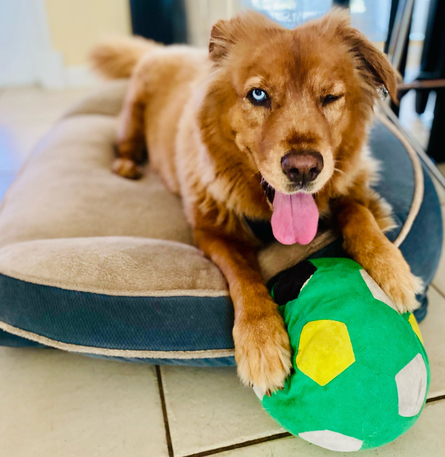 Pet Photography