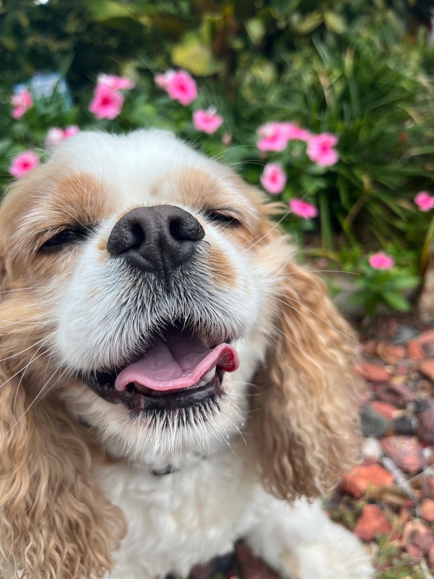 Pet Photography