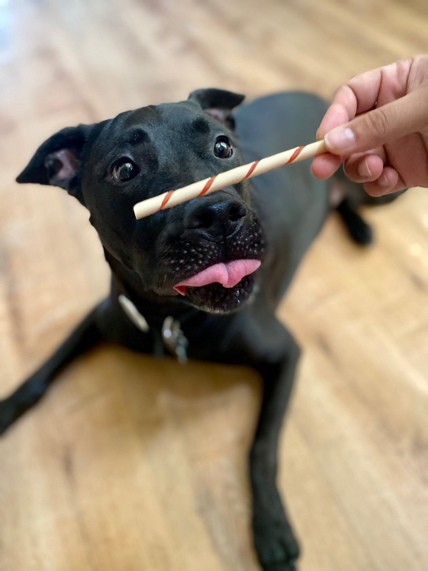 Pet Photography