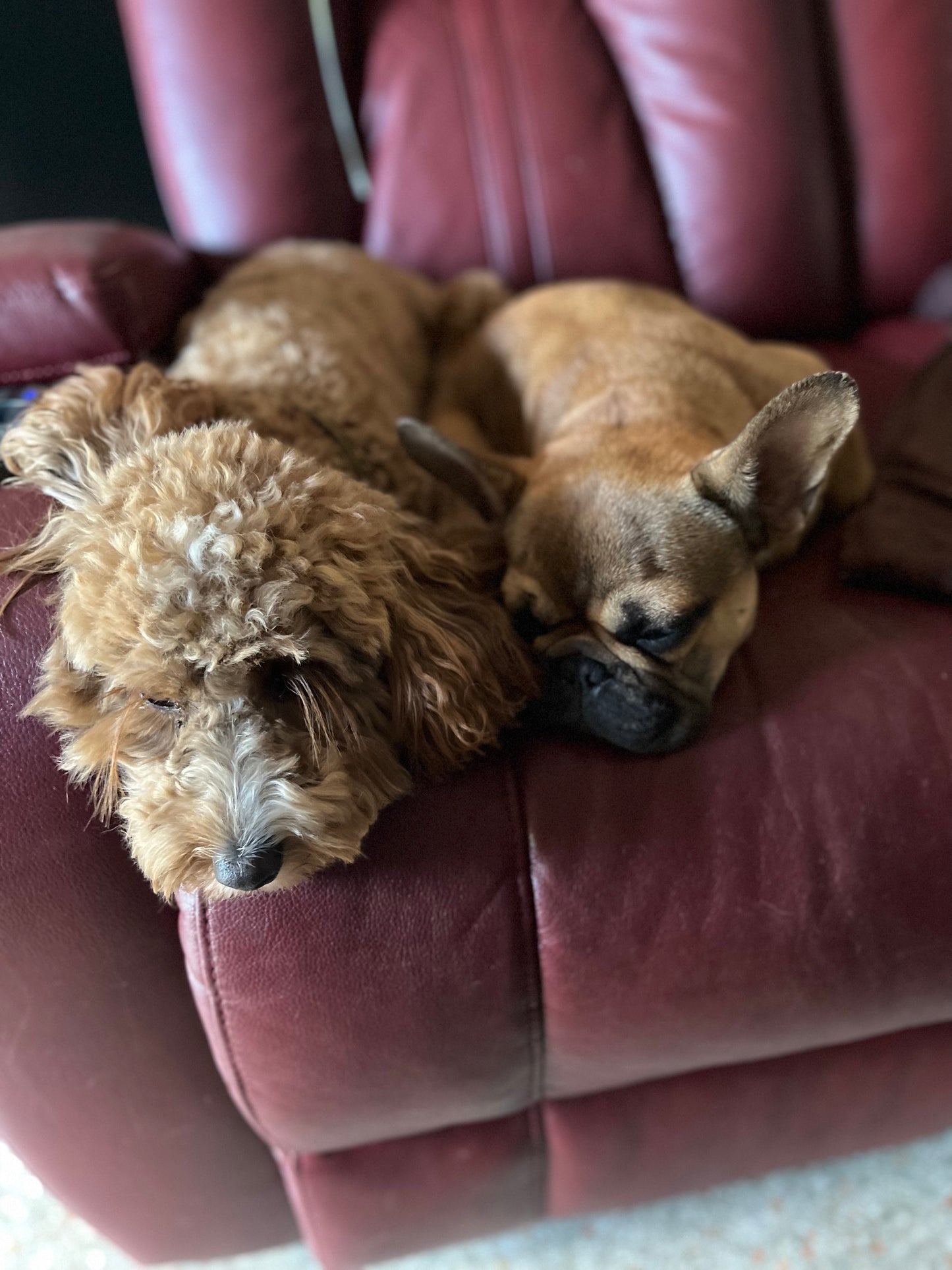 Dog Socialization Class