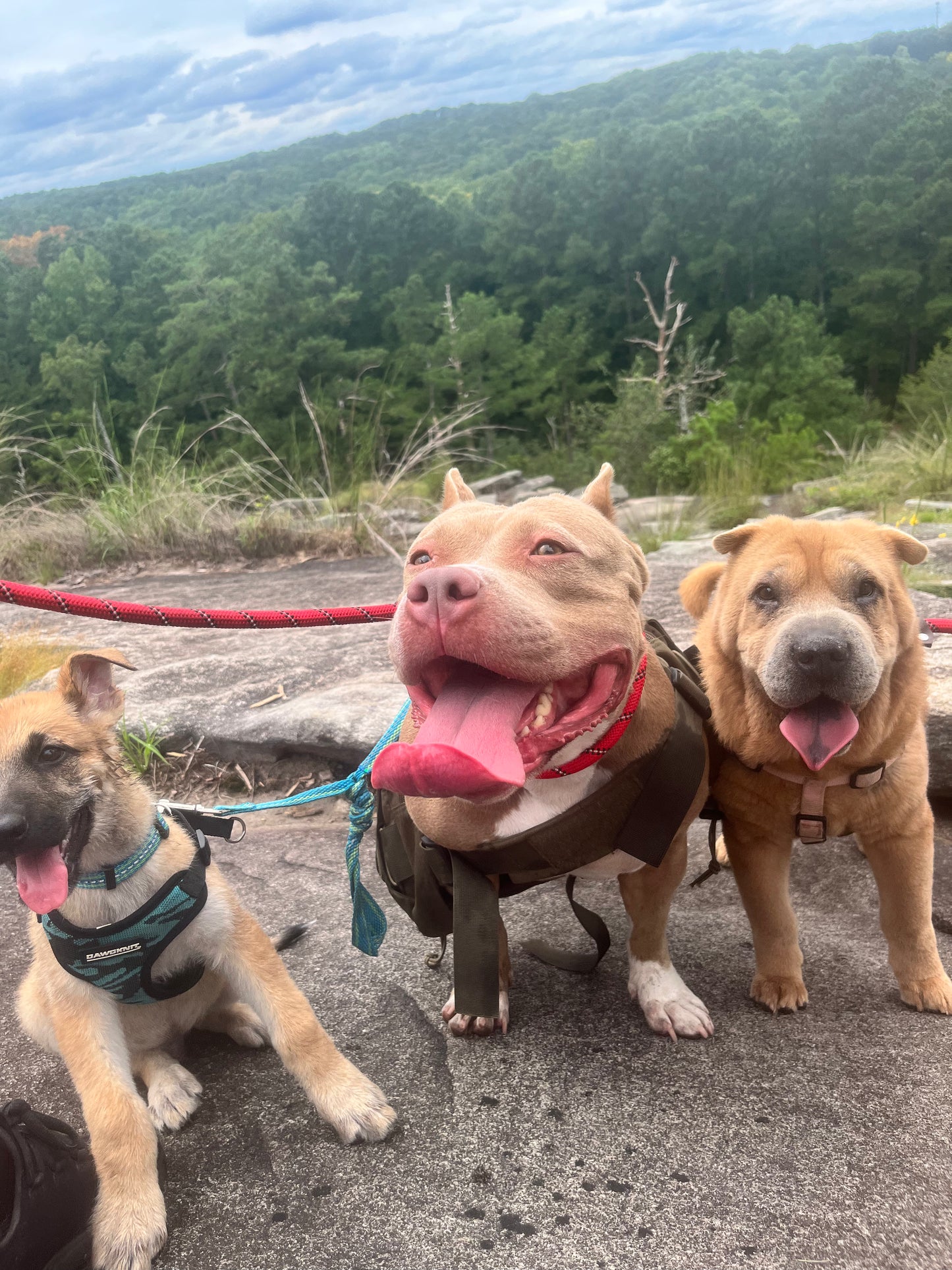 Dog Socialization Class