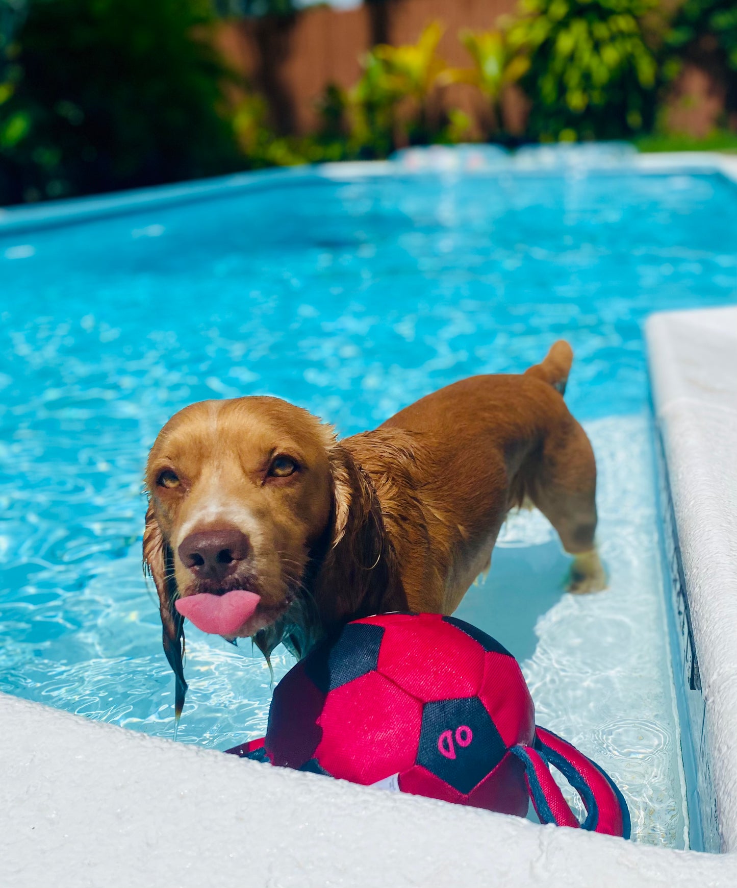Pet Photography