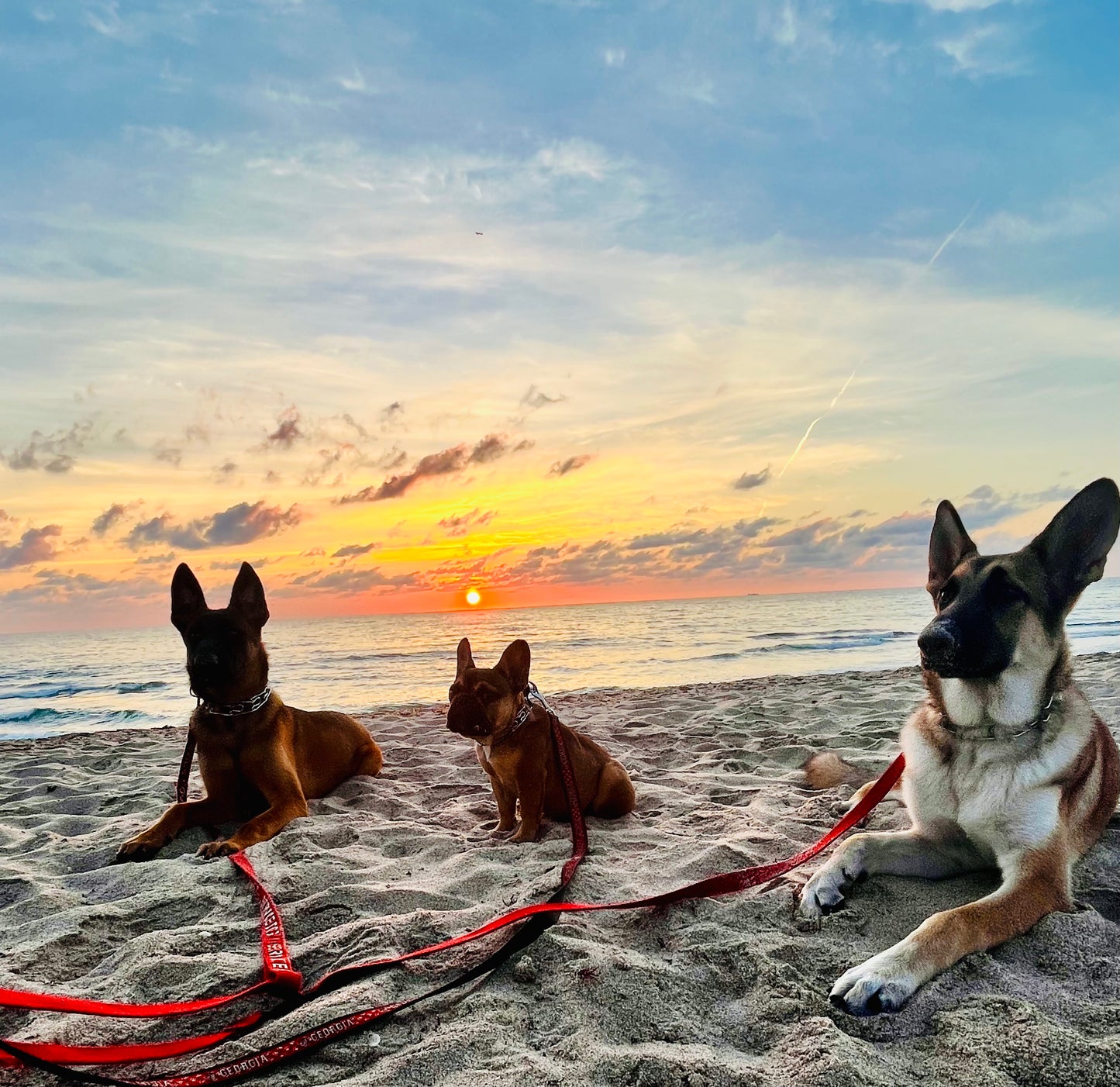 Dog Socialization Class
