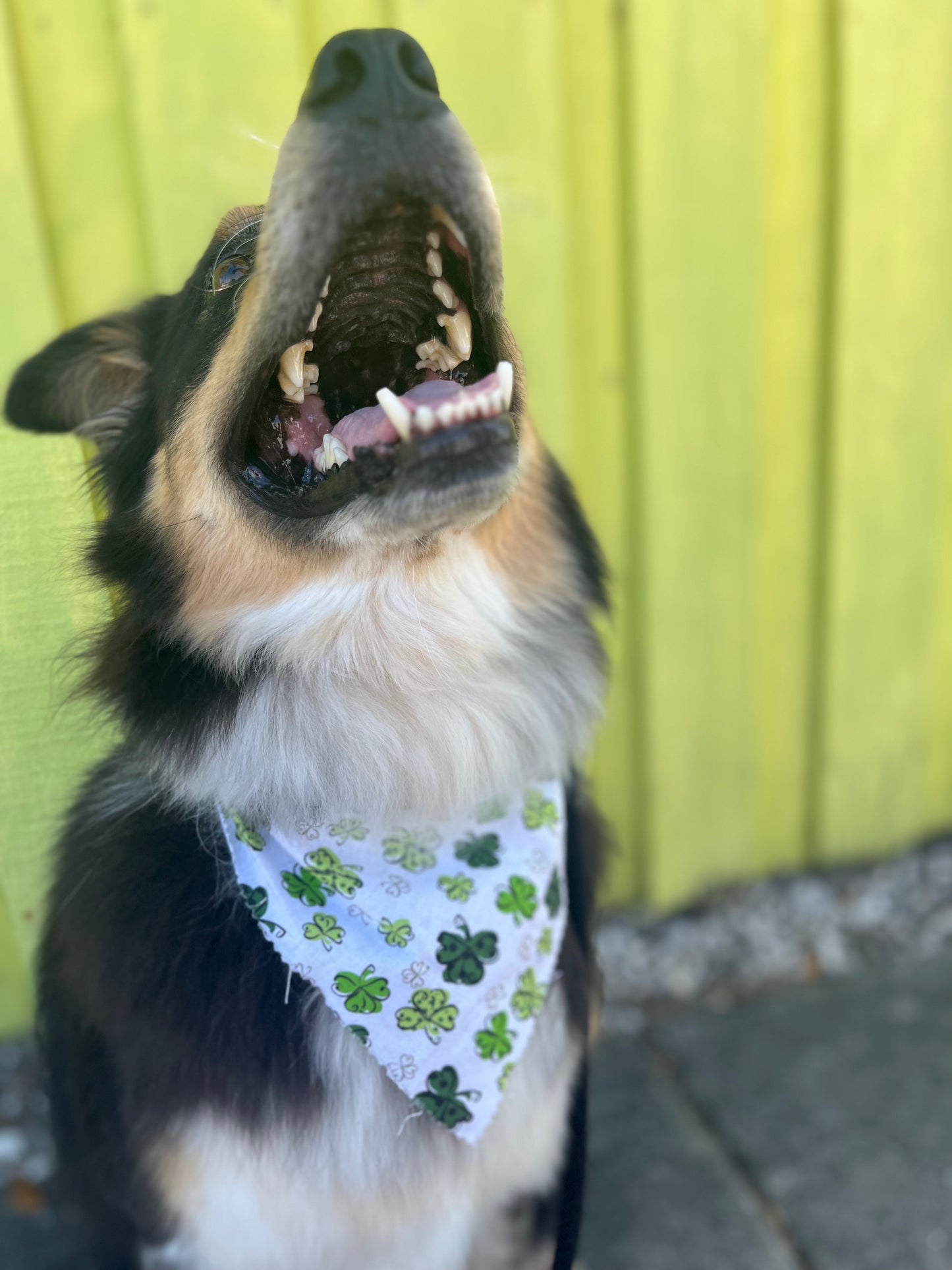 Pet Photography