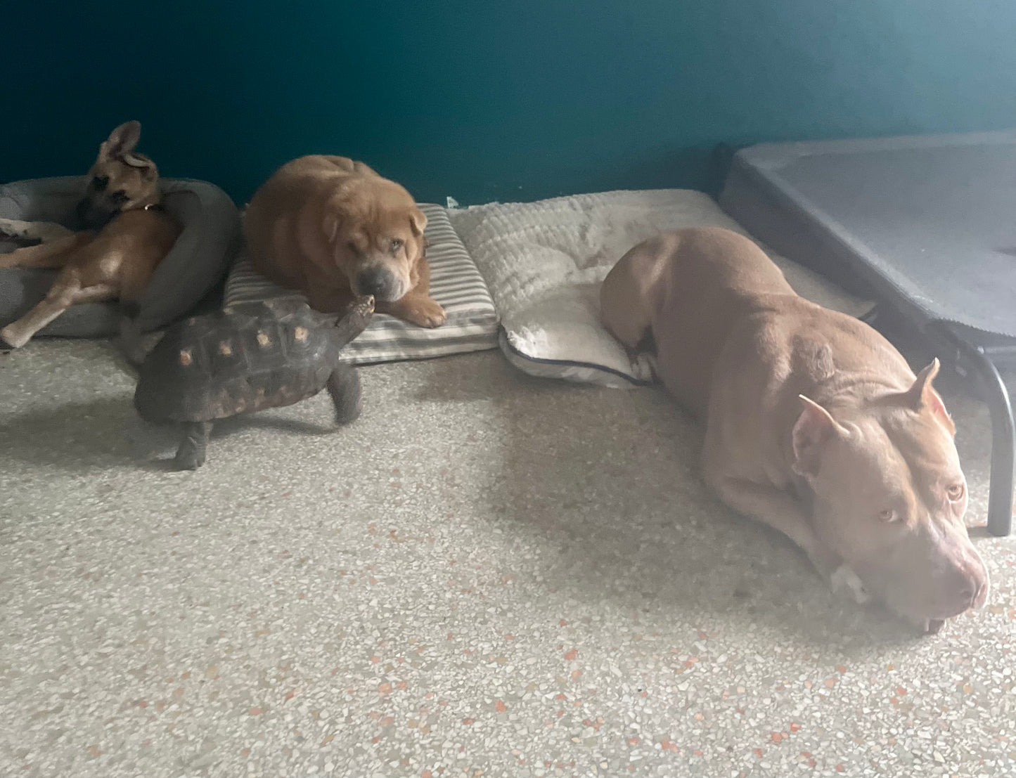 Dog Socialization Class