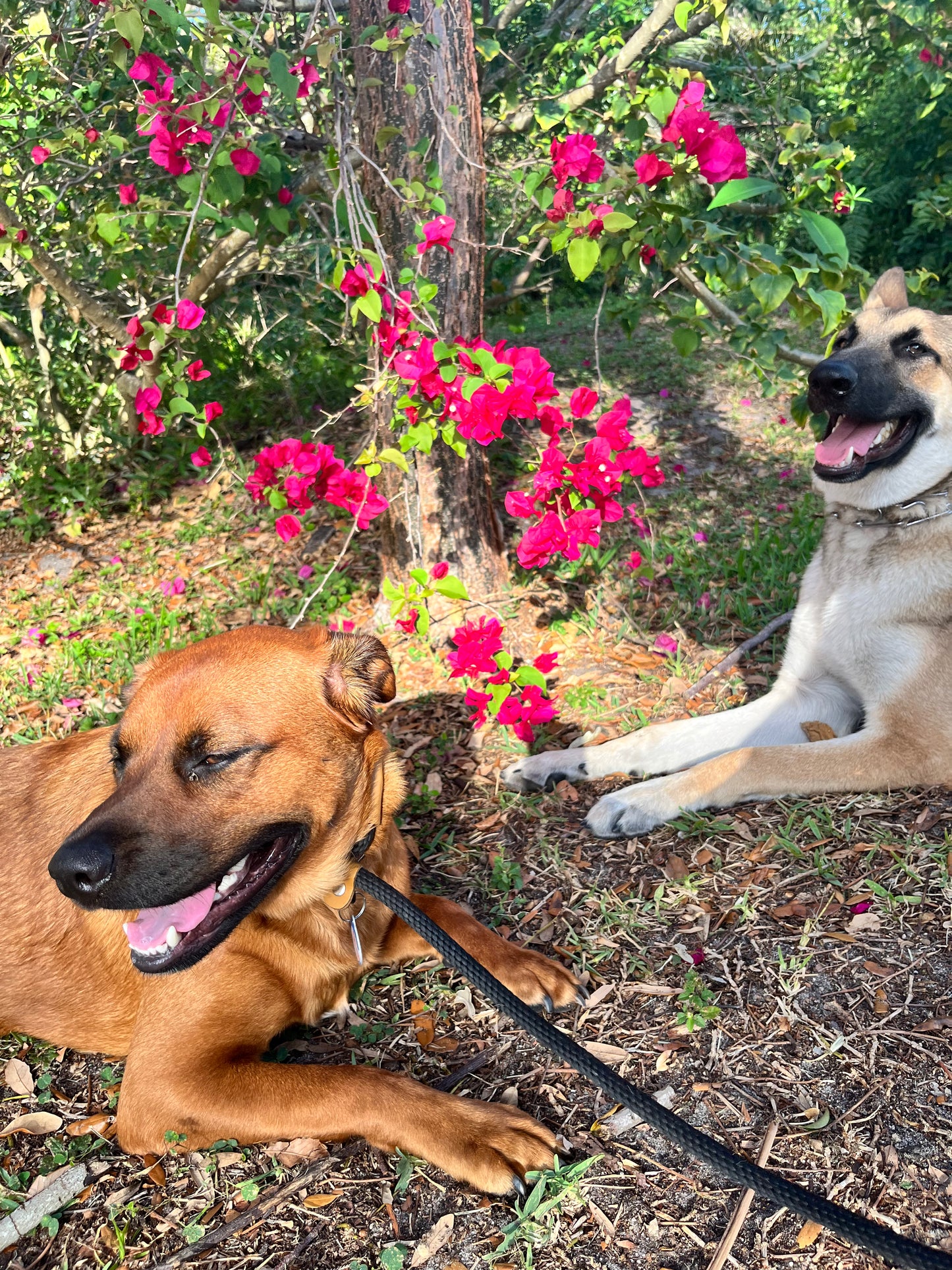 Pack Walk – Purposeful Dog Exercise (30 min)