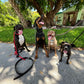 Pack Walk – Purposeful Dog Exercise (30 min)