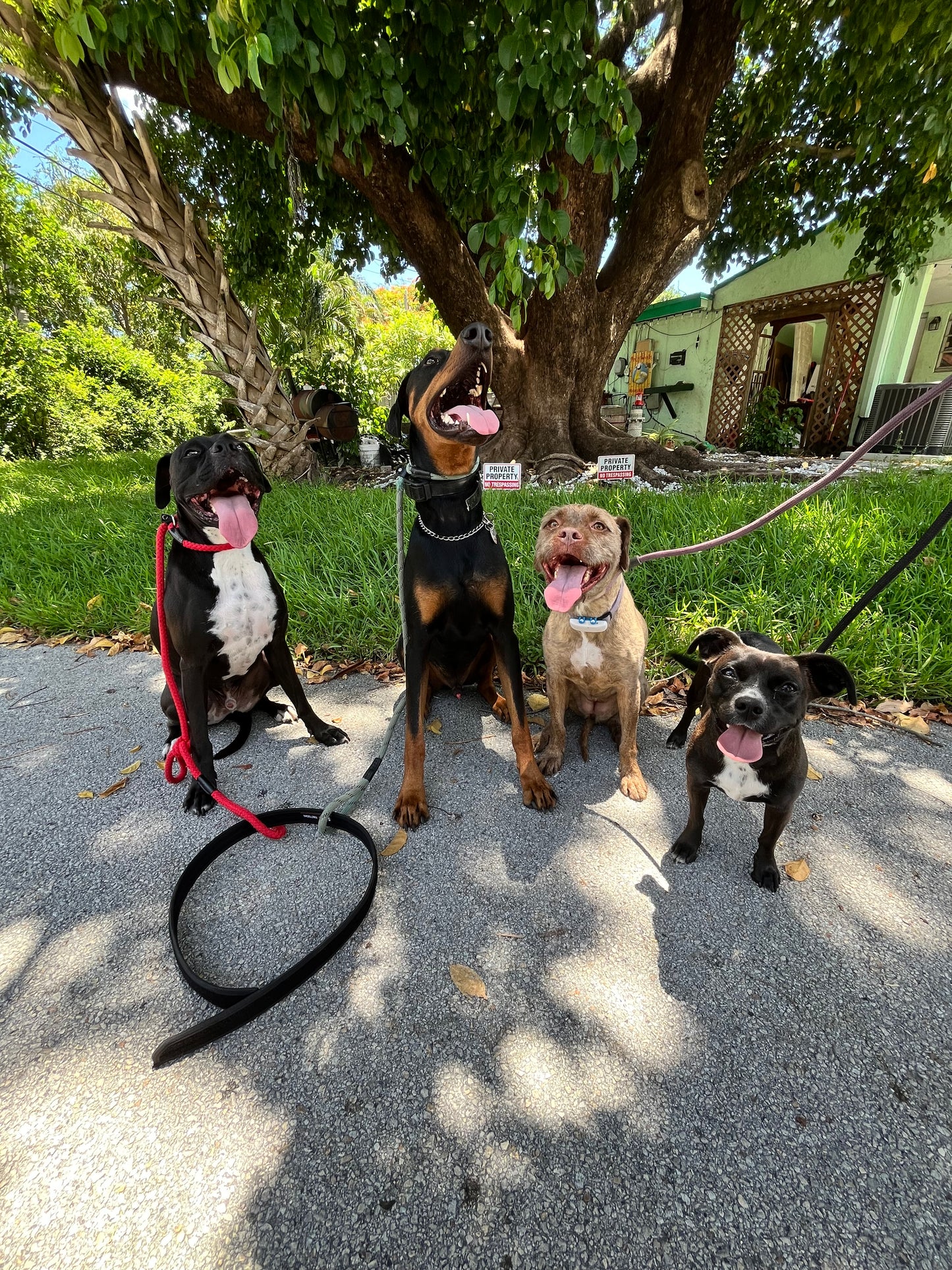 Pack Walk – Purposeful Dog Exercise (30 min)