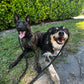 In-Home Boarding - Fort Lauderdale