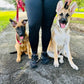 Puppy Training Bootcamp – In‑Home Board & Train (8–20 Weeks Old)