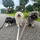 Pack Walk – Purposeful Dog Exercise (30 min)