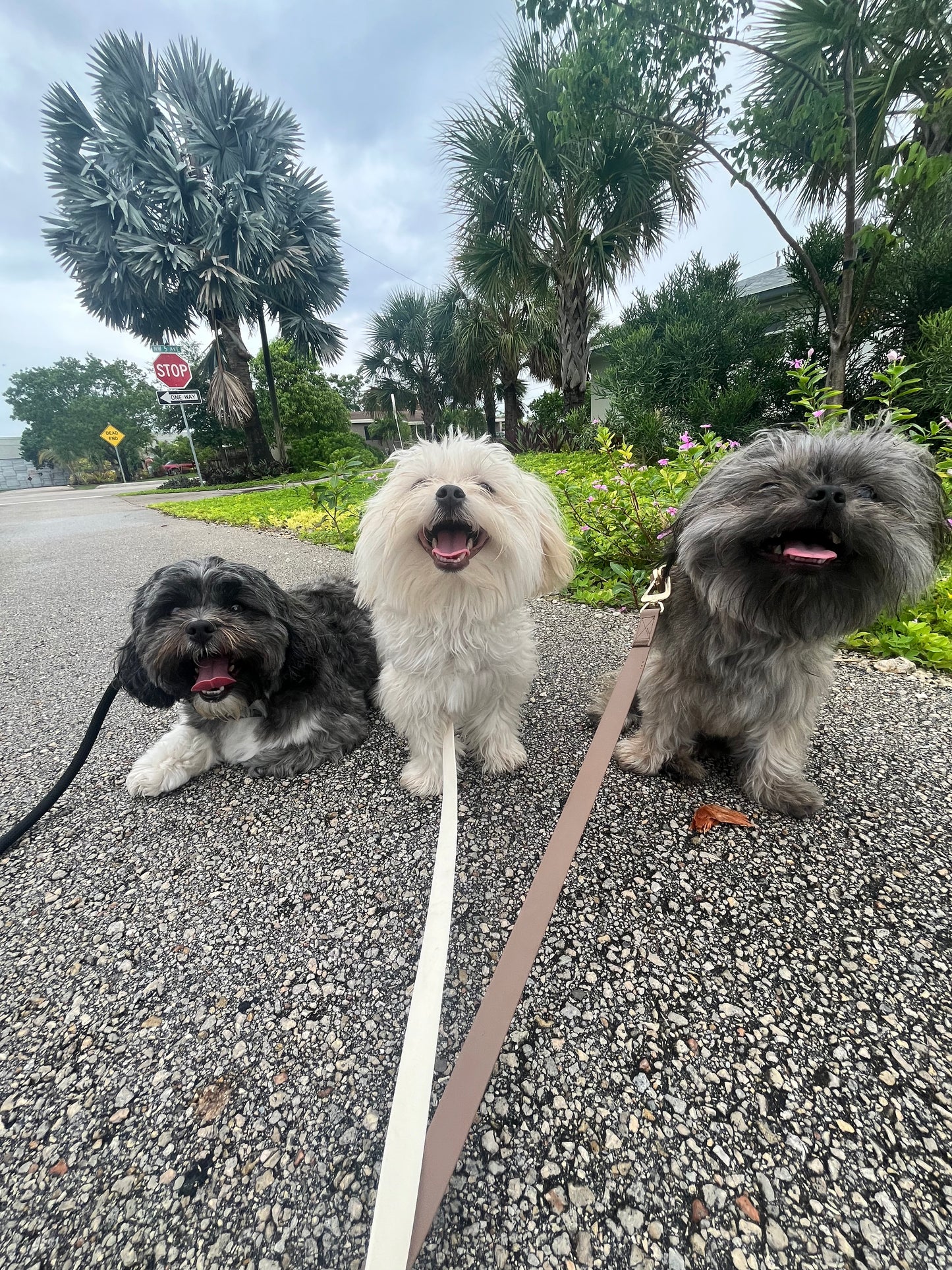 Pack Walk – Purposeful Dog Exercise (30 min)