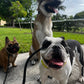Pack Walk – Purposeful Dog Exercise (30 min)