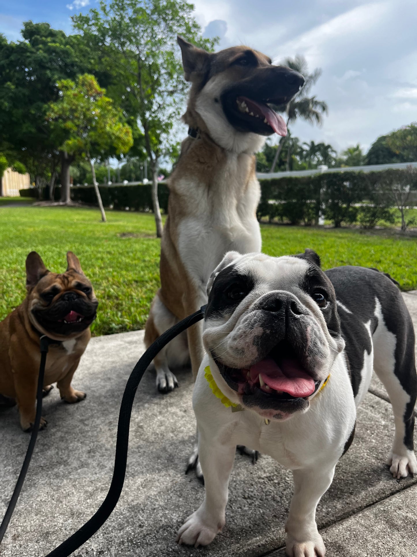 Pack Walk – Purposeful Dog Exercise (30 min)