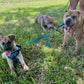 Puppy Training Bootcamp – In‑Home Board & Train (8–20 Weeks Old)