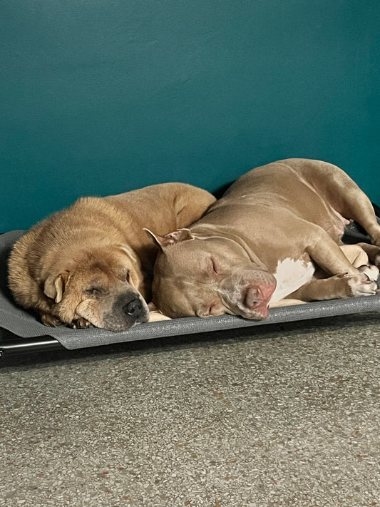 In-Home Boarding - Fort Lauderdale