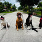 In‑Home Training Bootcamp – Board & Train Program (Fort Lauderdale)