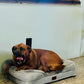 In-Home Boarding - Fort Lauderdale