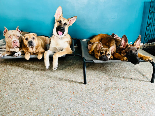 Training-Based Daycare – Structure, Socialization + Calm Energy