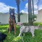 Puppy Training Bootcamp – In‑Home Board & Train (8–20 Weeks Old)