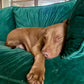 In-Home Boarding - Fort Lauderdale