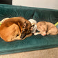 In-Home Boarding - Fort Lauderdale