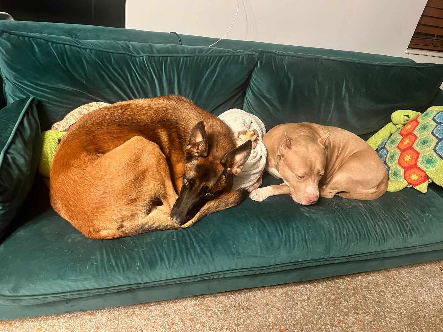 In-Home Boarding - Fort Lauderdale