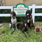 Pack Walk – Purposeful Dog Exercise (30 min)