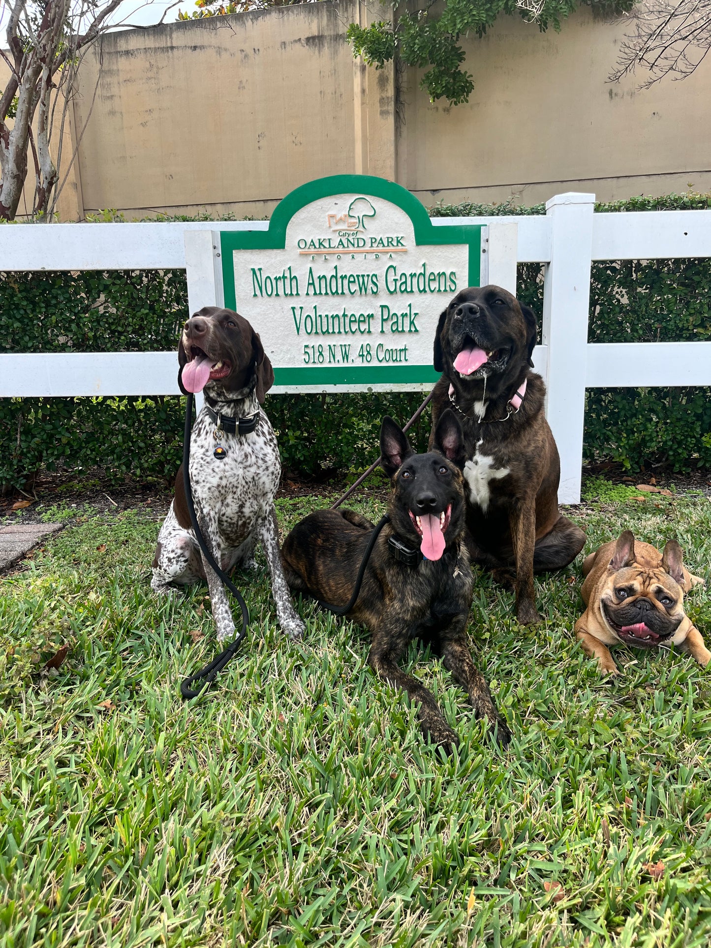 Pack Walk – Purposeful Dog Exercise (30 min)