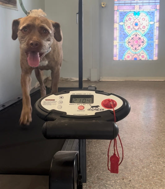 Treadmill Exercise