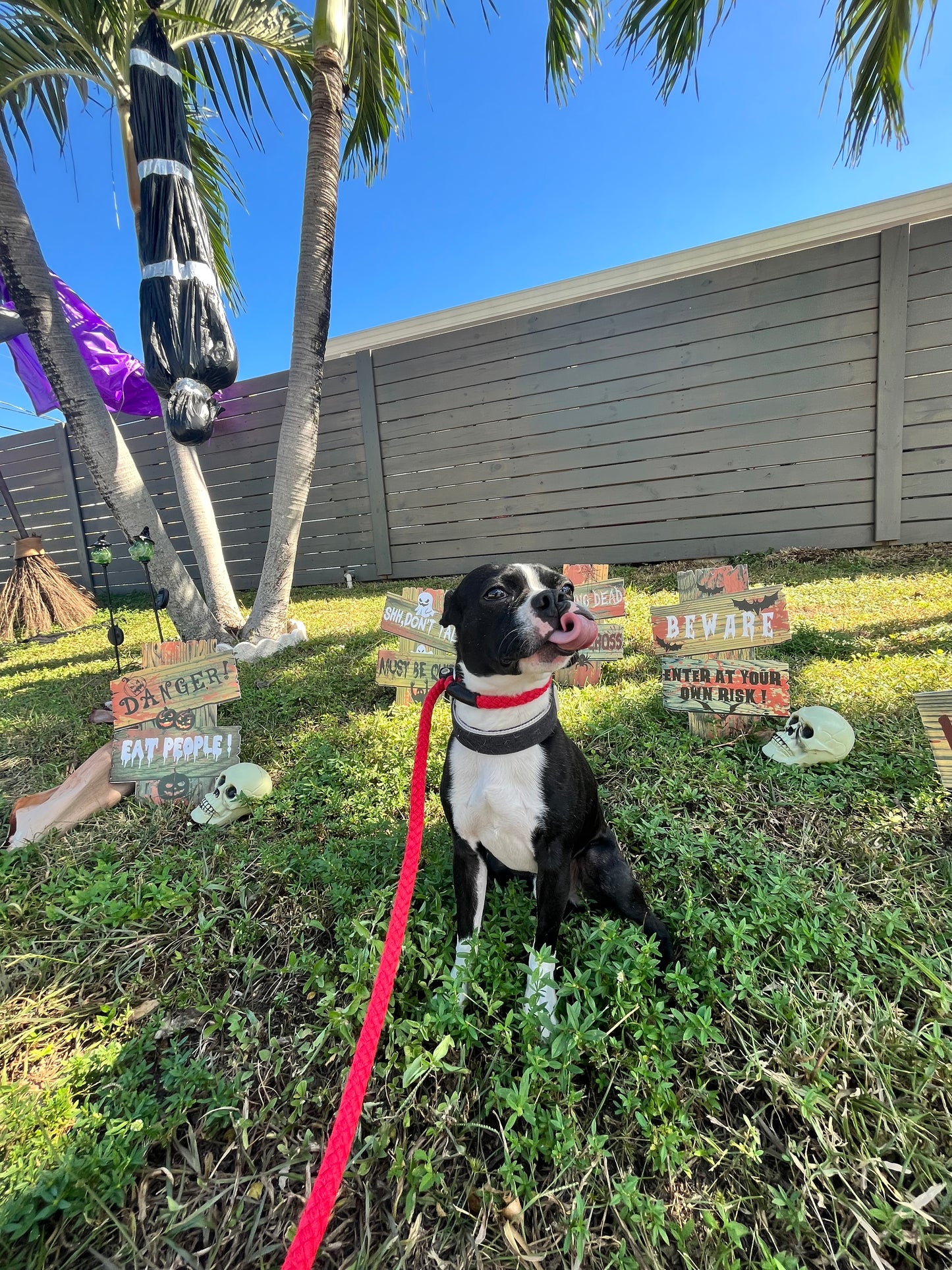 Holiday In‑Home Boarding – Fort Lauderdale