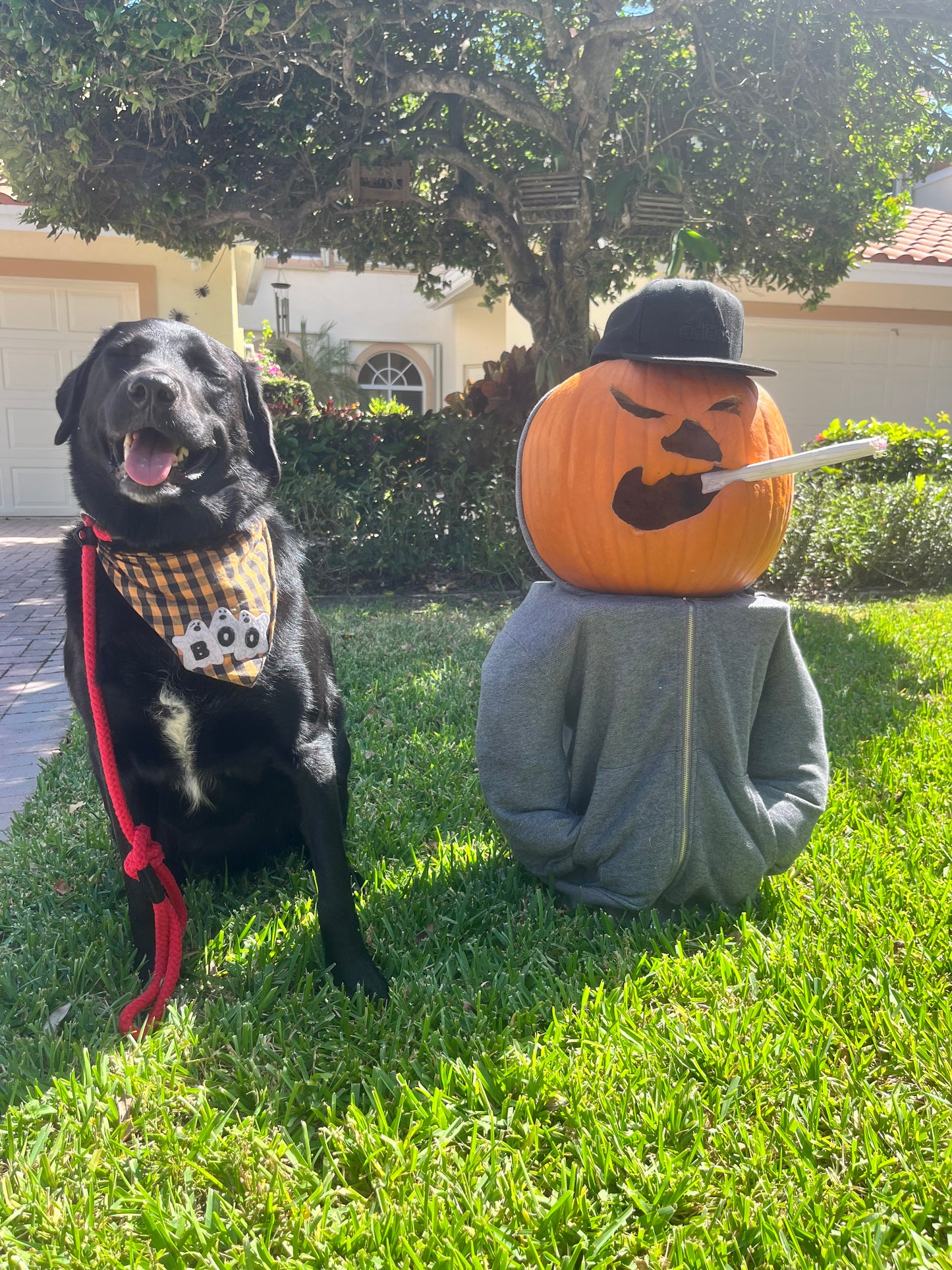 Holiday In‑Home Boarding – Fort Lauderdale